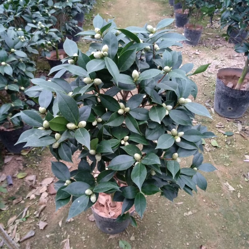 五色赤丹一树多色茶花种植户直销一手货源视频照片看货放心购