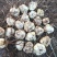 百合独头药食两用