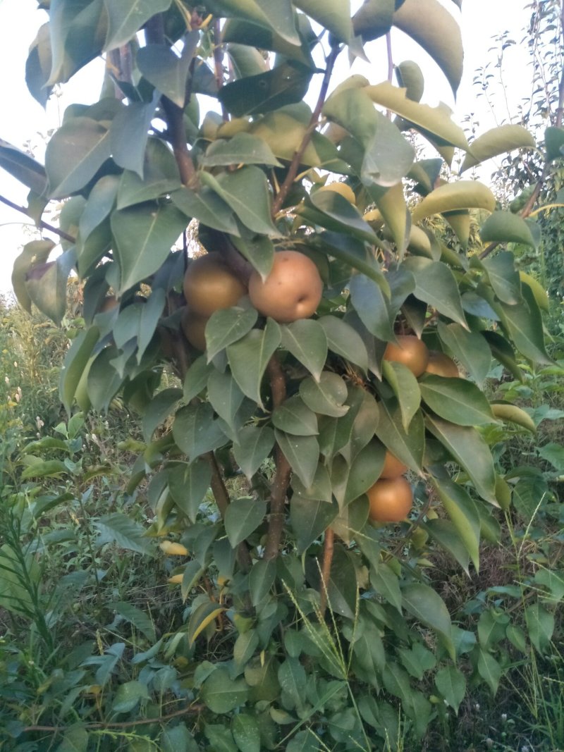 挂果梨树