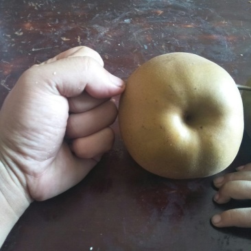 挂果梨树
