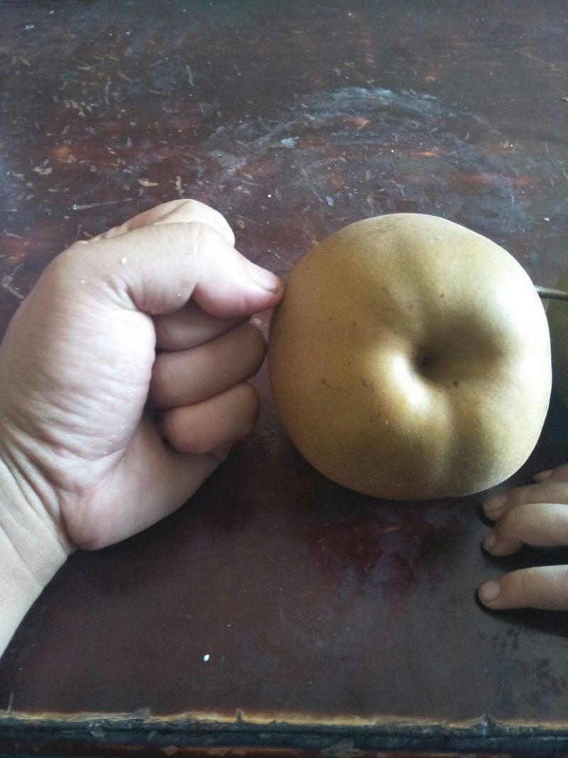 挂果梨树