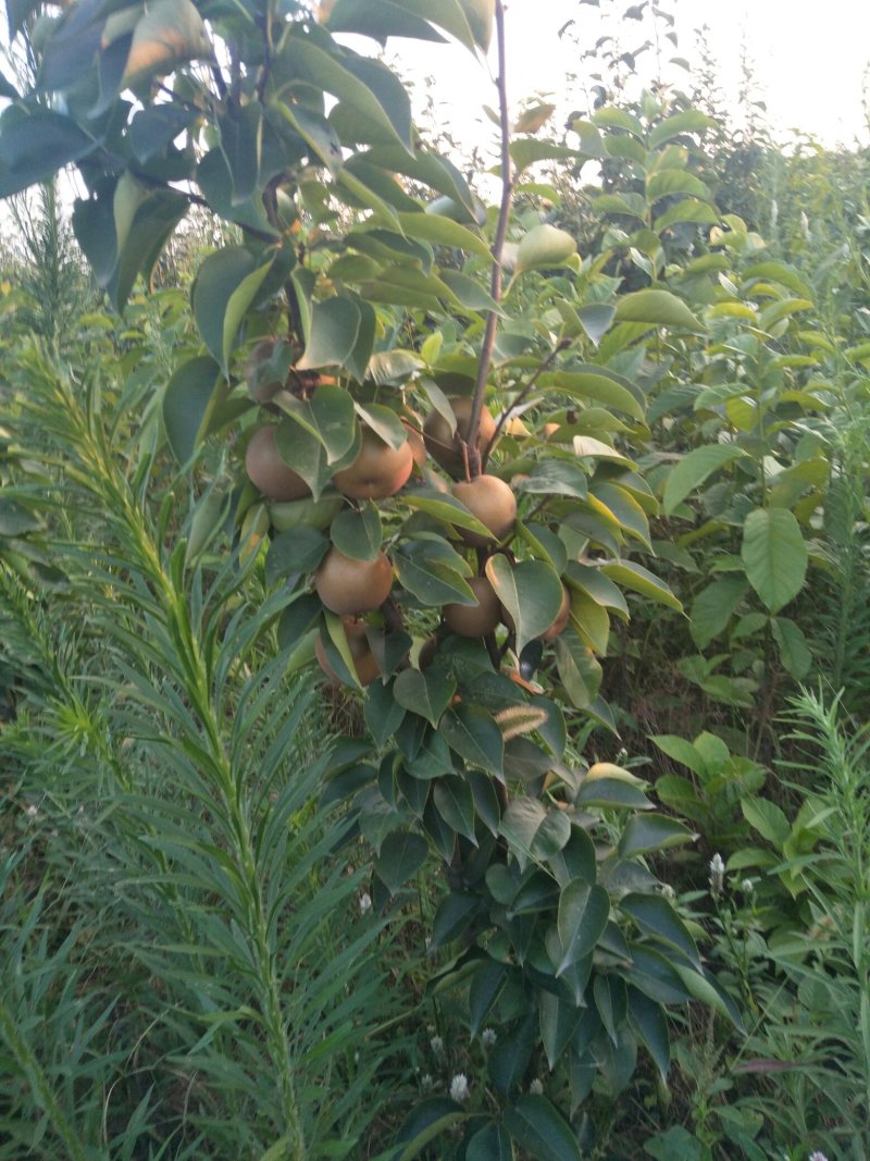挂果梨树