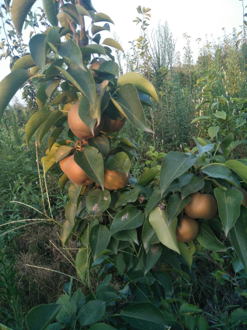 挂果梨树