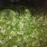 儿菜多子菜现货娃娃菜质量好货源多