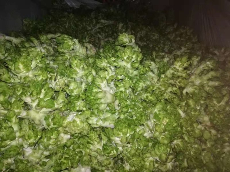 儿菜多子菜现货娃娃菜质量好货源多