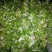 儿菜多子菜现货娃娃菜质量好货源多