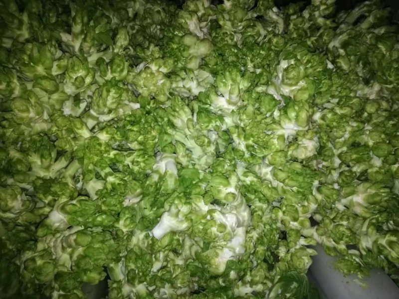 儿菜多子菜现货娃娃菜质量好货源多
