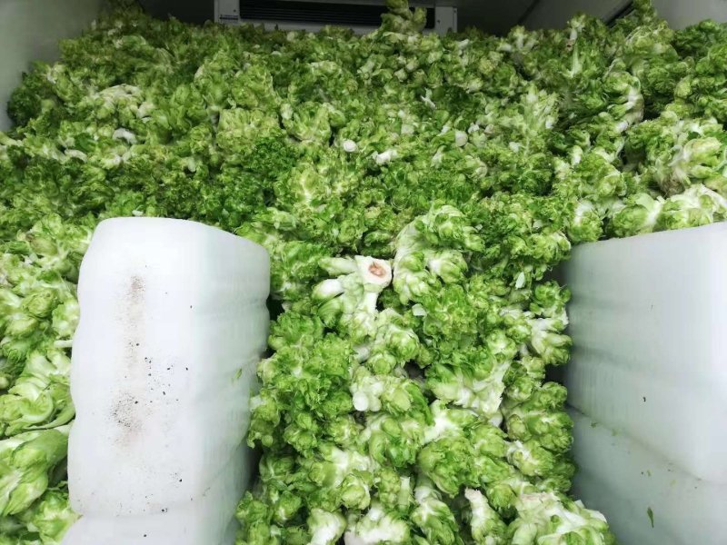 儿菜多子菜现货娃娃菜质量好货源多