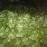 儿菜多子菜现货娃娃菜质量好货源多