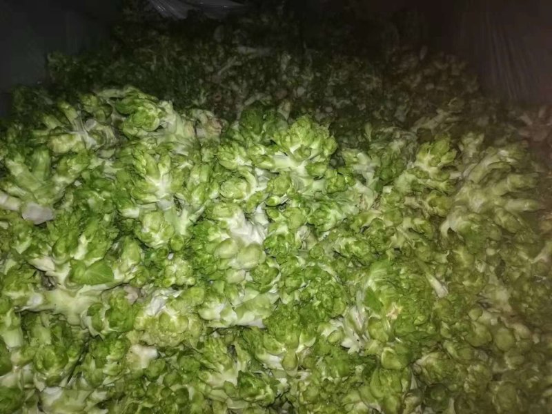 儿菜多子菜现货娃娃菜质量好货源多