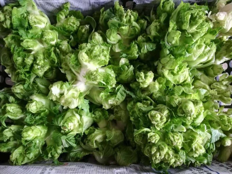 儿菜多子菜现货娃娃菜质量好货源多