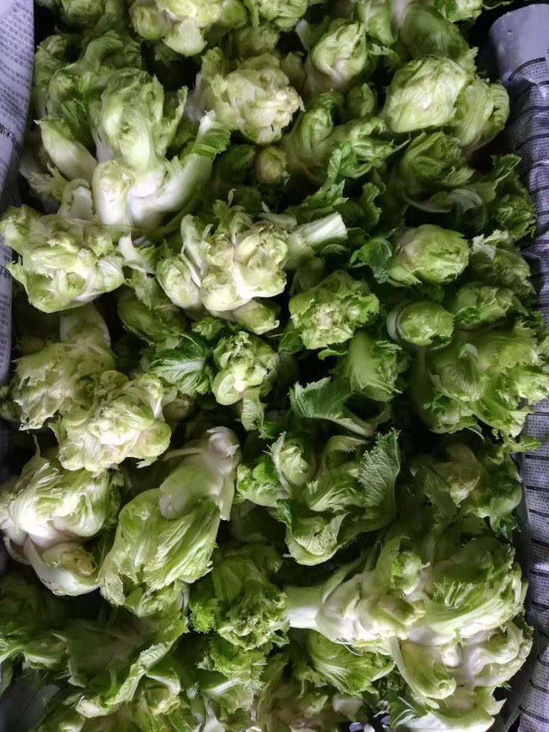 儿菜多子菜现货娃娃菜质量好货源多