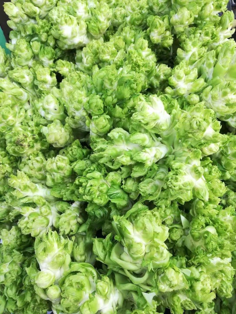 儿菜多子菜现货娃娃菜质量好货源多