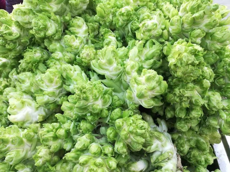 儿菜多子菜现货娃娃菜质量好货源多