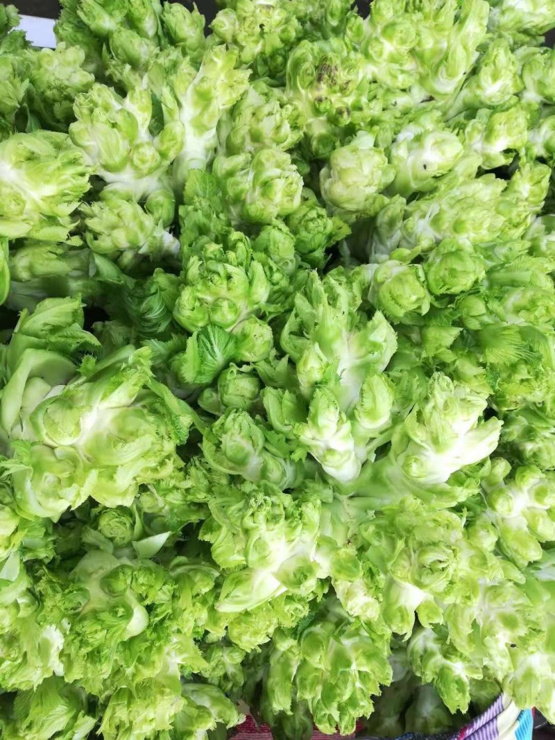 儿菜多子菜现货娃娃菜质量好货源多