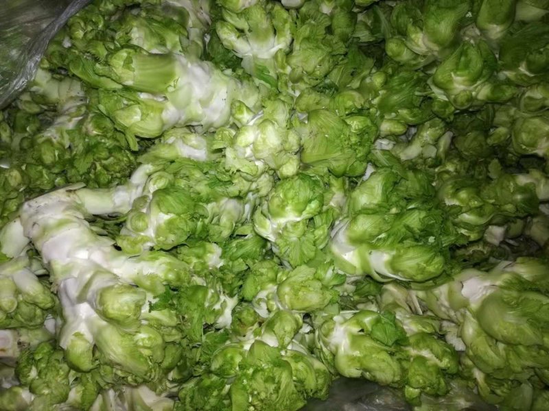 儿菜多子菜现货娃娃菜质量好货源多