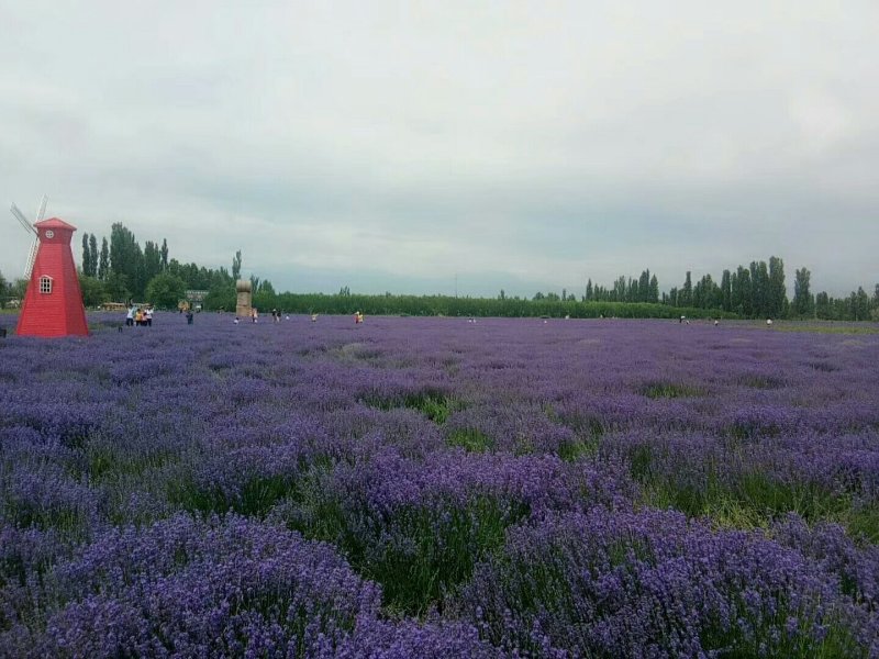 新疆伊犁熏衣草，新疆伊犁熏马肠