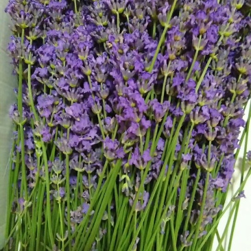 新疆伊犁熏衣草，新疆伊犁熏马肠
