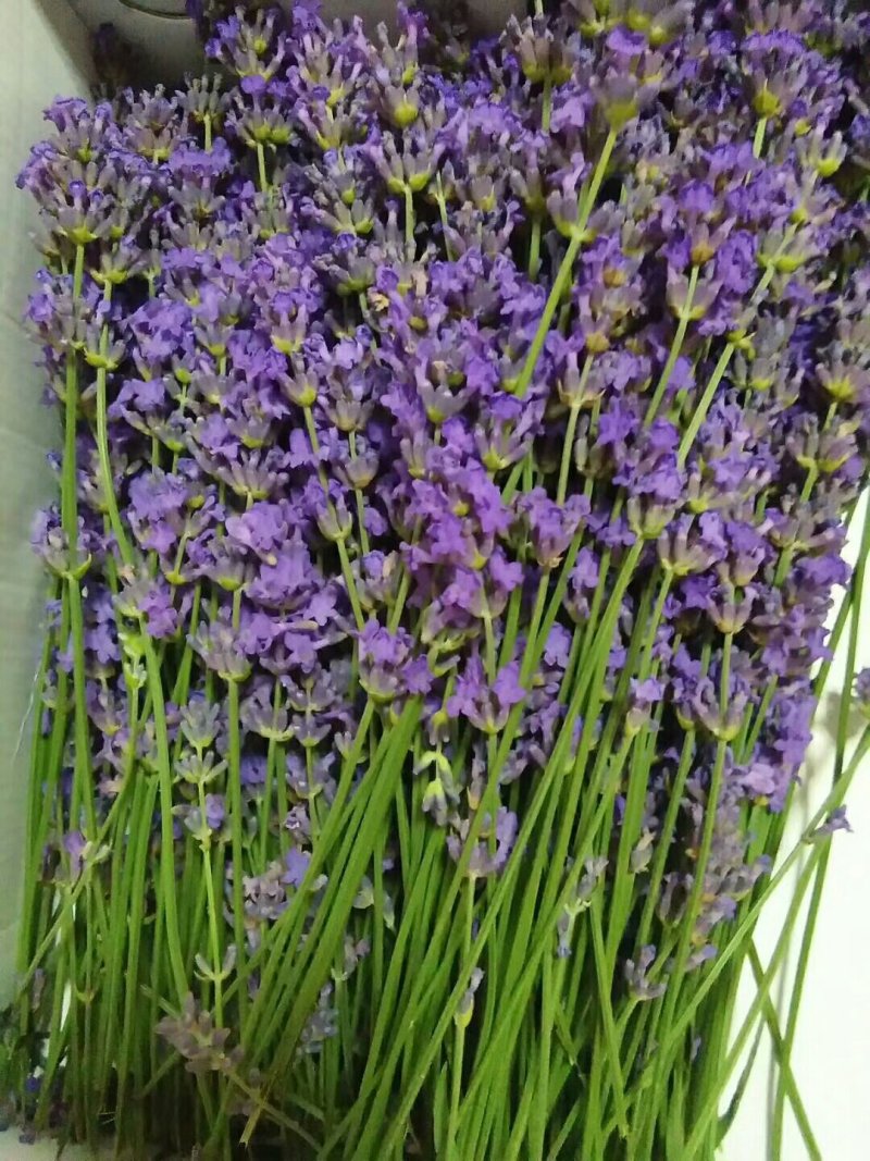 新疆伊犁熏衣草，新疆伊犁熏马肠
