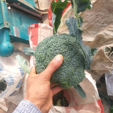 耐寒的西兰花
