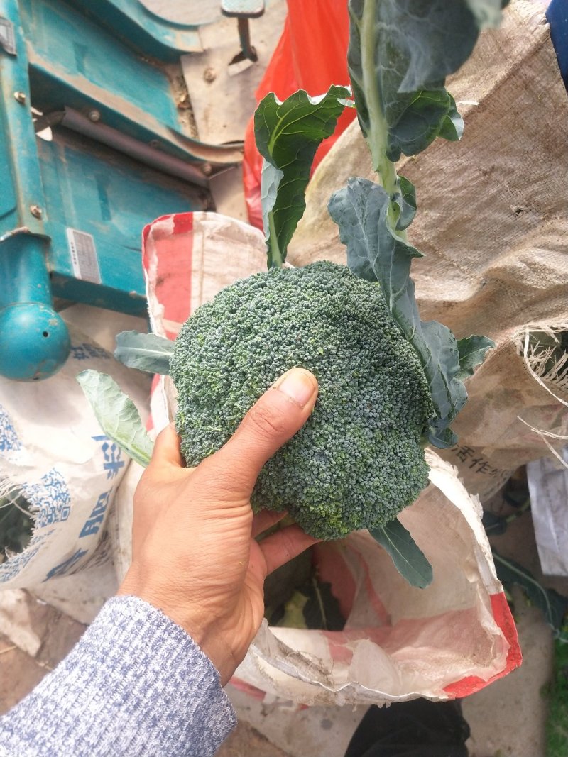 耐寒的西兰花