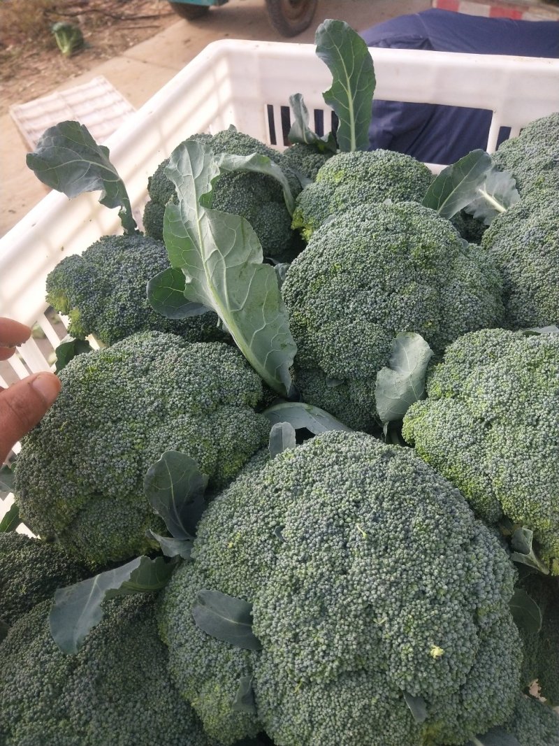 耐寒的西兰花