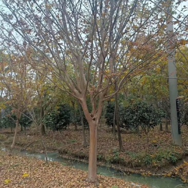 红花紫薇5-----25公分