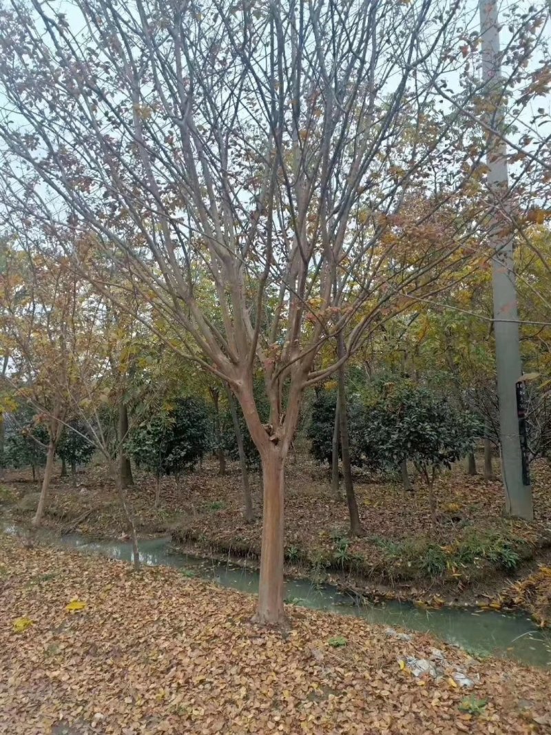 红花紫薇5-----25公分