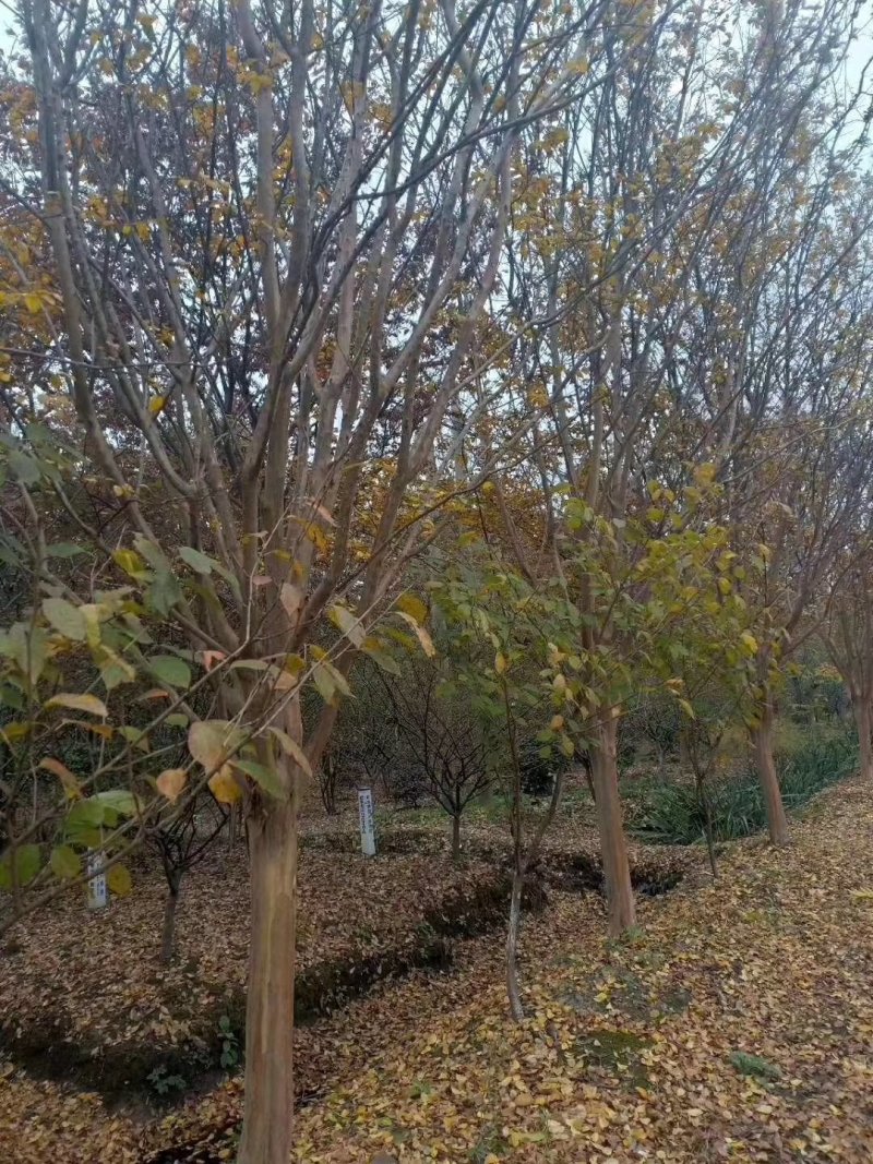 红花紫薇5-----25公分