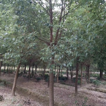 香樟10------35公分
