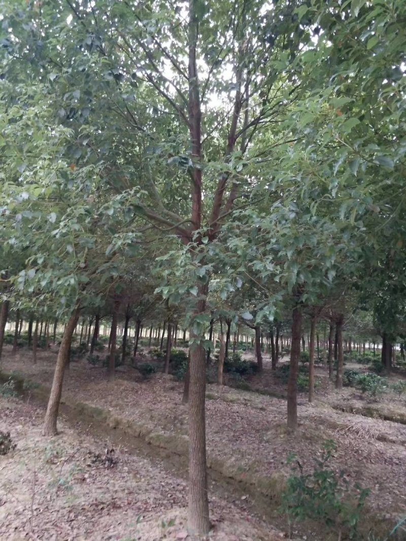 香樟10------35公分
