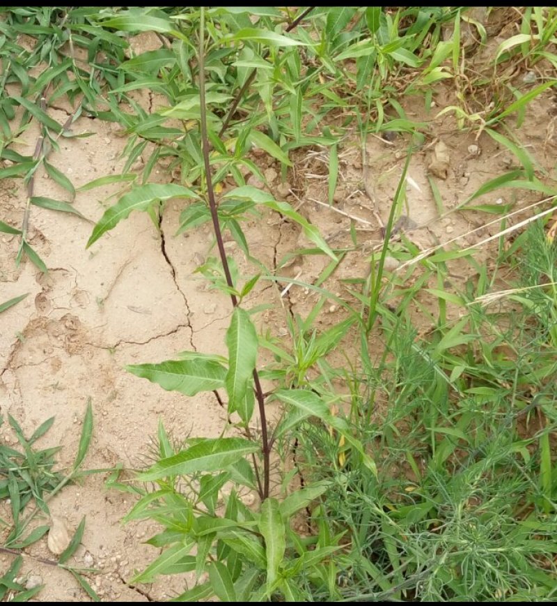 香加皮河南野生支持线上保障交易可视频看货