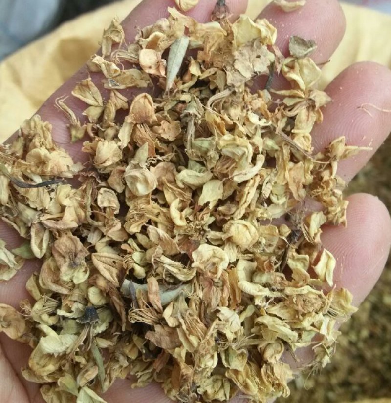 槐花河南野生支持线上保障交易可视频看货