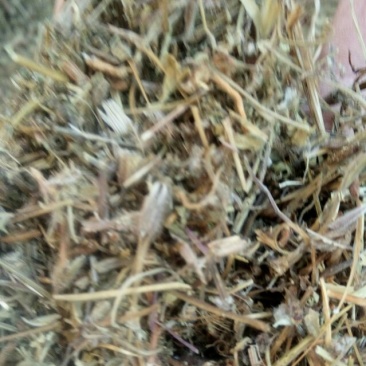 老鹳草河南野生支持线上保障交易可视频看货