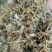 老鹳草河南野生支持线上保障交易可视频看货
