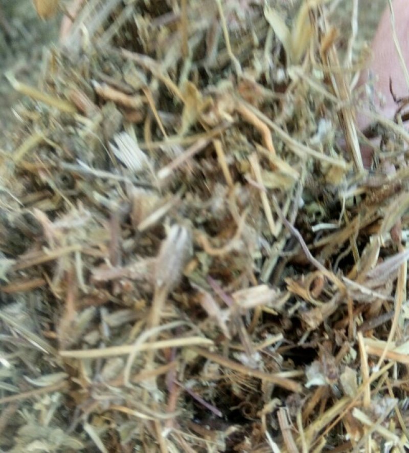 老鹳草河南野生支持线上保障交易可视频看货