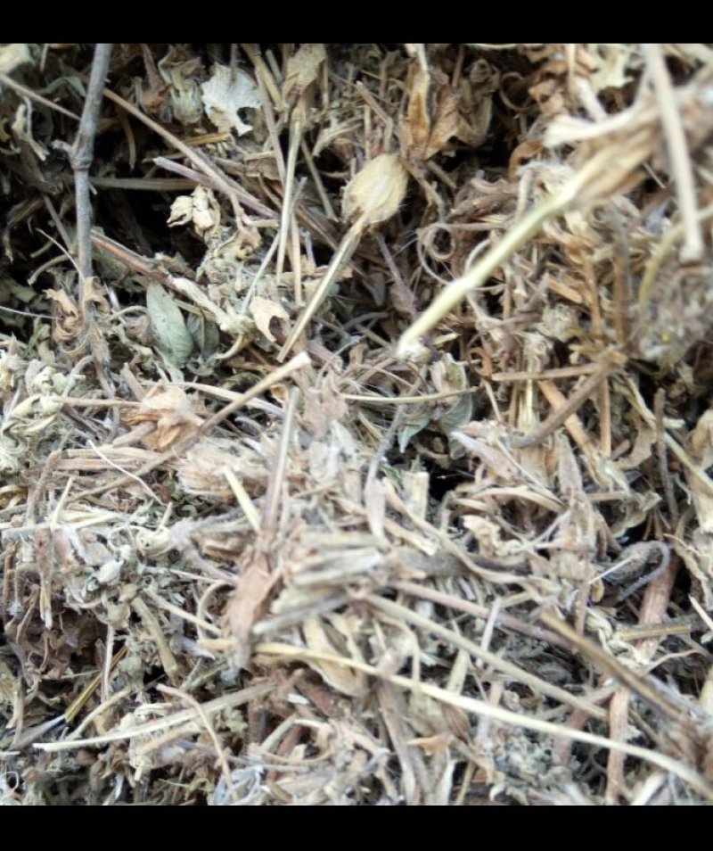 老鹳草河南野生支持线上保障交易可视频看货