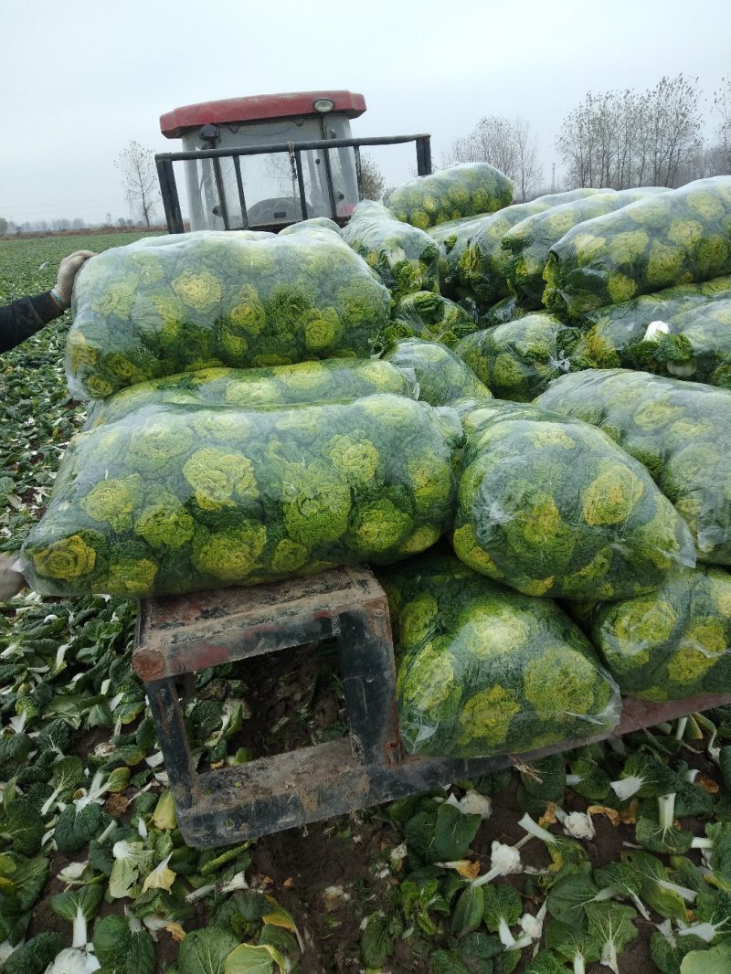 产地直发黄心菜黄心乌菜况包你满意一手货源
