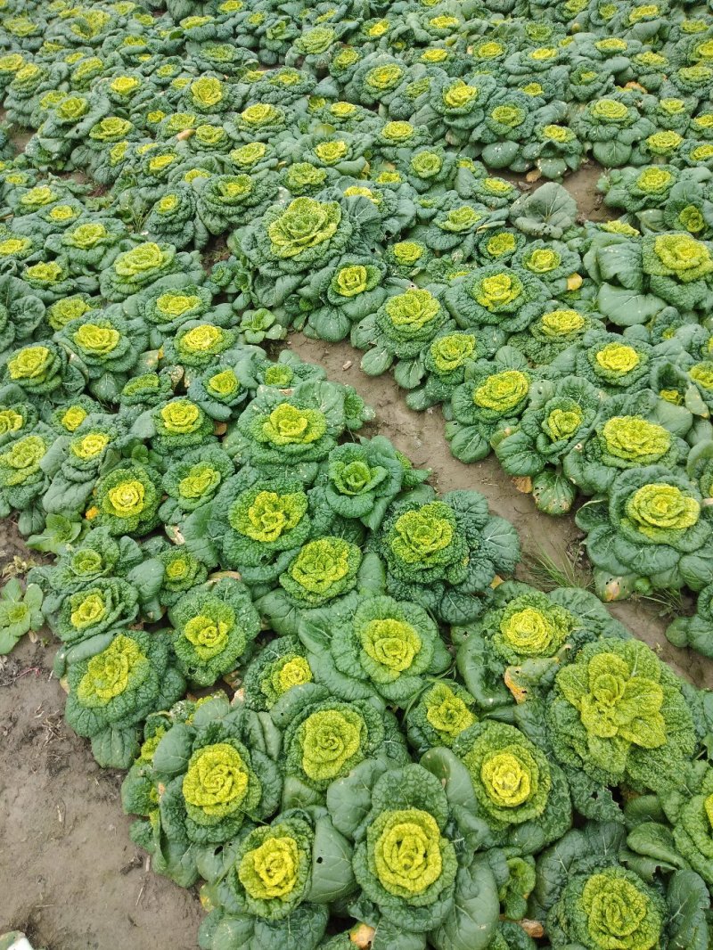 产地直发黄心菜黄心乌菜况包你满意一手货源