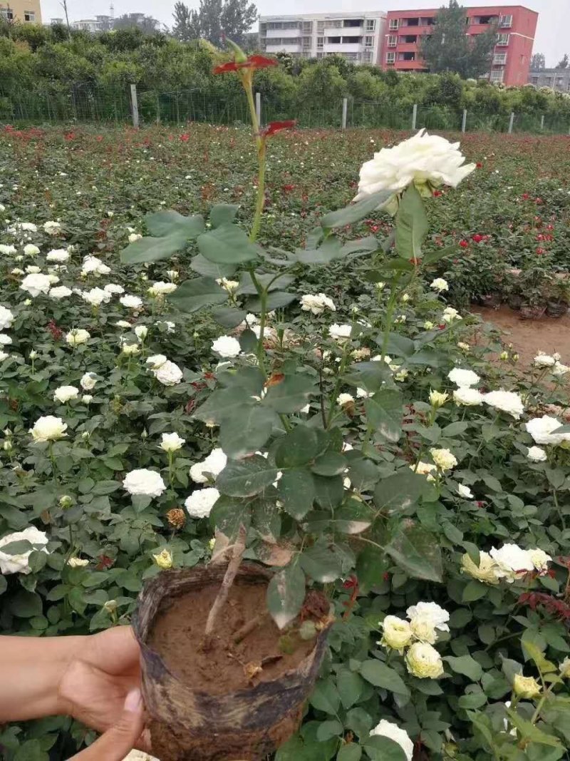 嫁接月季小苗，营养杯月季苗南阳月季基地。