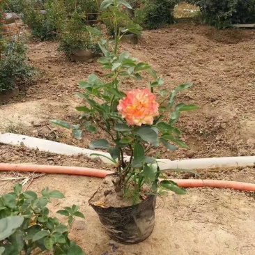 嫁接月季小苗，营养杯月季苗南阳月季基地。