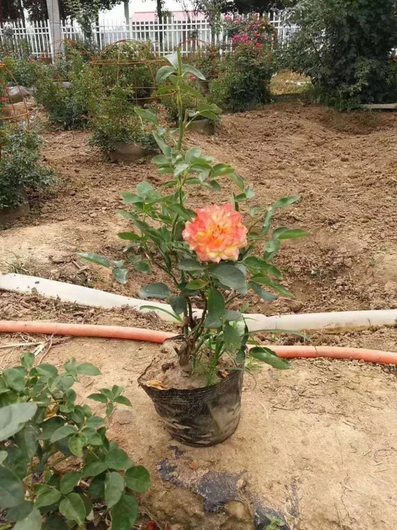 嫁接月季小苗，营养杯月季苗南阳月季基地。