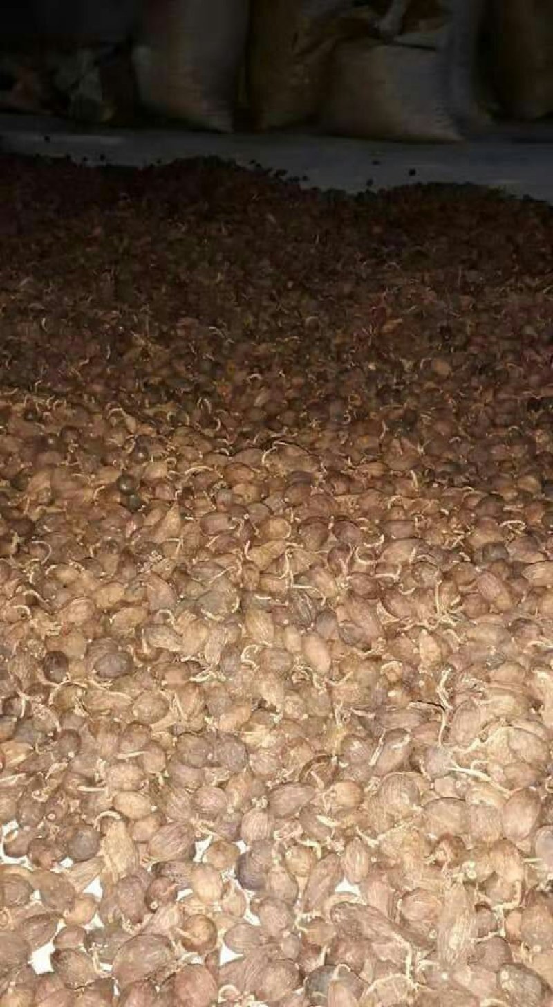 农户草果大量急需出手