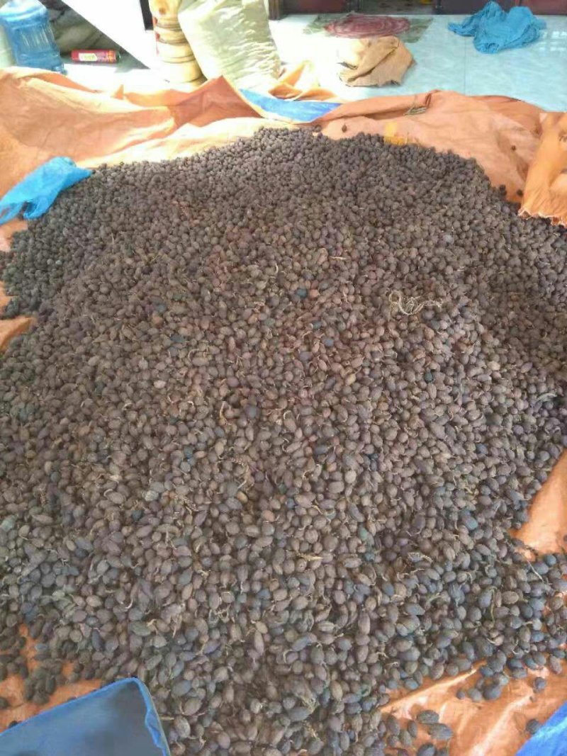 农户草果大量急需出手