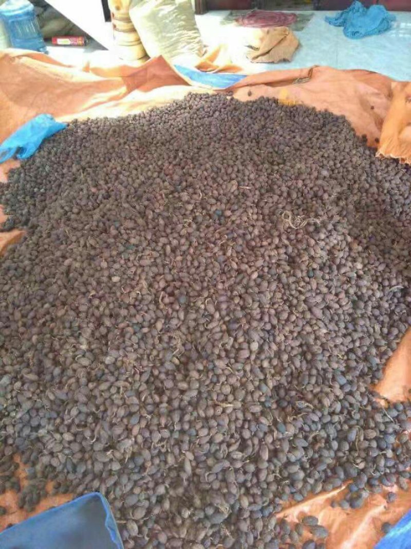 农户草果大量急需出手