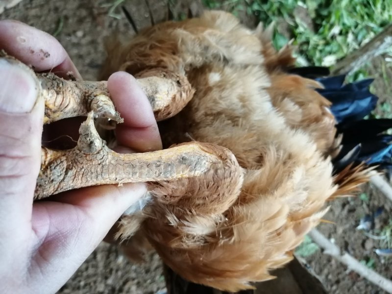 散养阉鸡