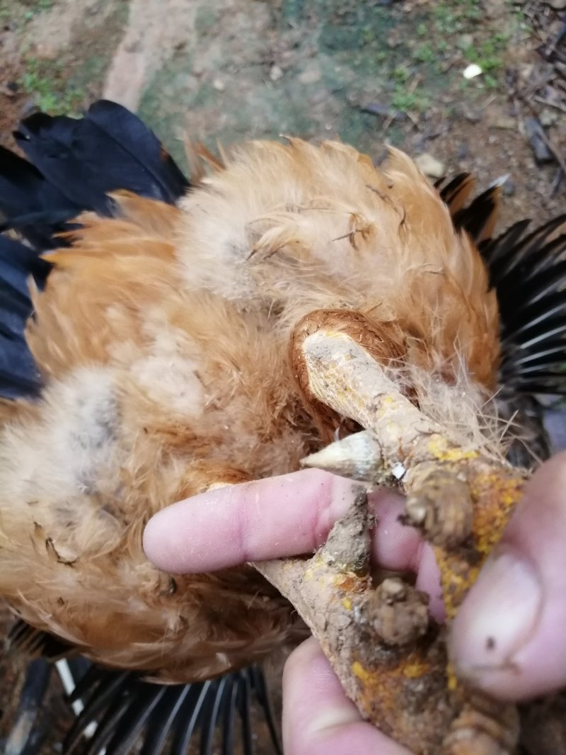 散养阉鸡