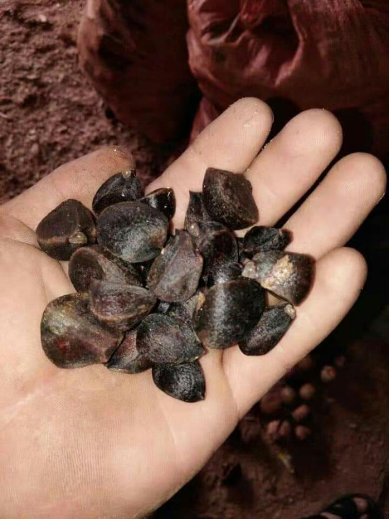 山茶油籽