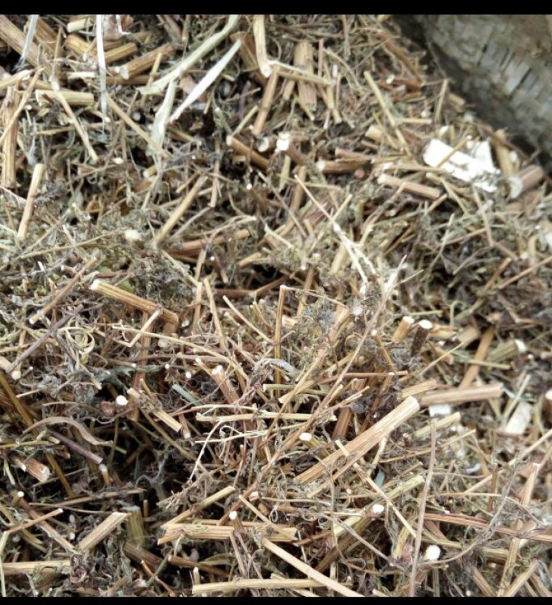 青蒿河南野生支持线上保障交易可视频看货