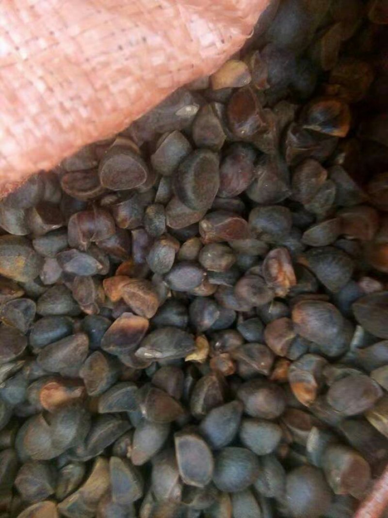 茶油籽